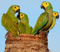 Red-bellied Macaw