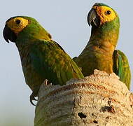 Red-bellied Macaw