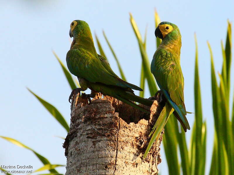 Red-bellied Macaw - Orthopsittaca manilatus