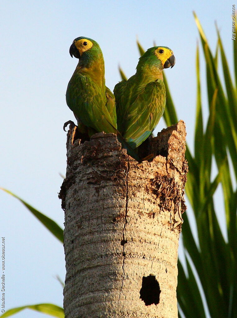 Red-bellied Macaw - Orthopsittaca manilatus - maxd58652