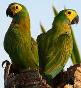 Red-bellied Macaw