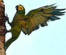 Red-bellied Macaw