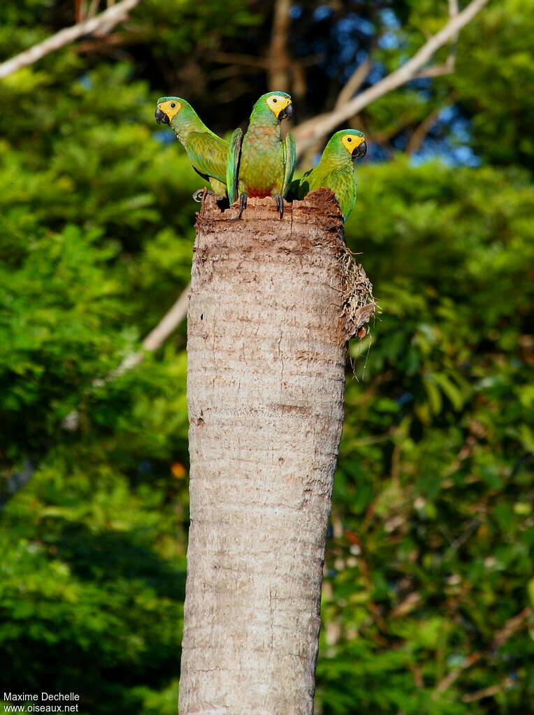 Red-bellied Macaw, habitat, pigmentation