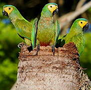 Red-bellied Macaw