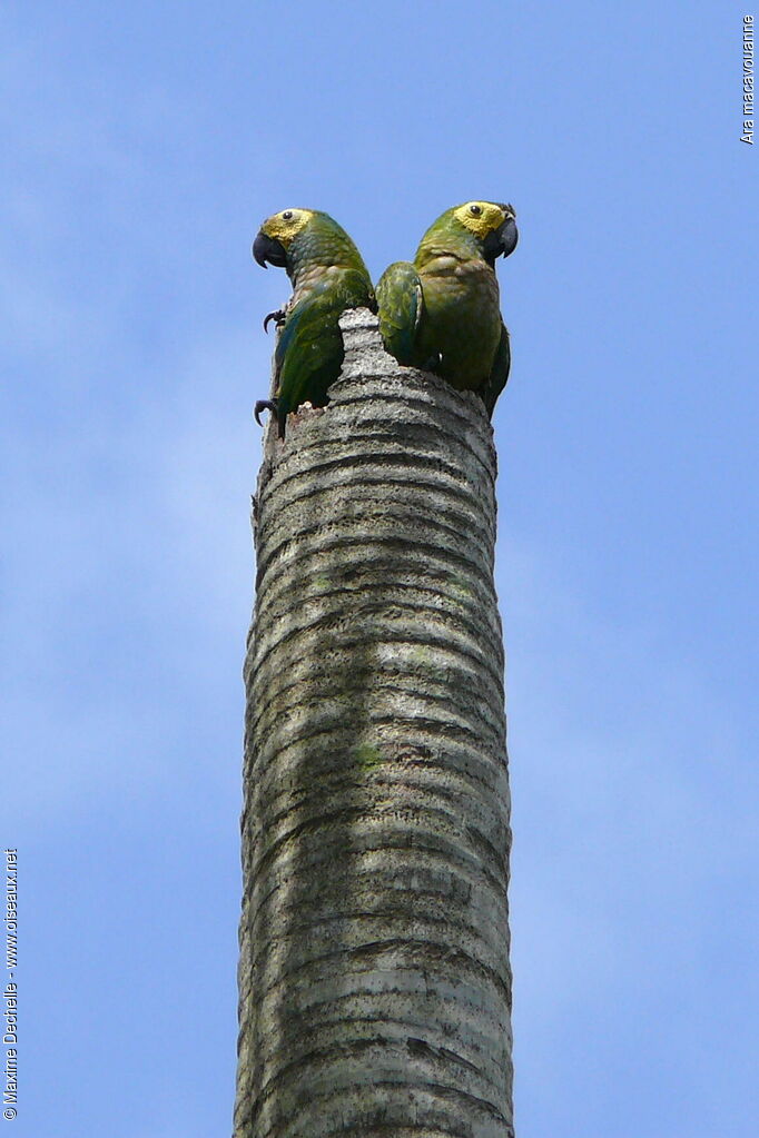 Red-bellied Macaw, Reproduction-nesting