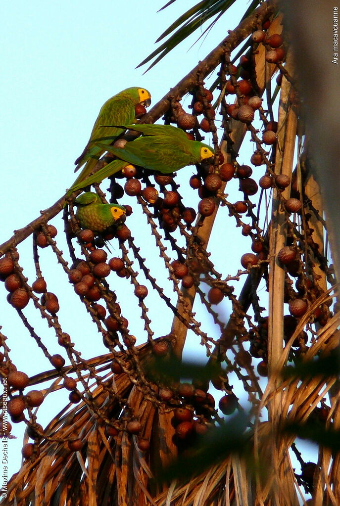 Red-bellied Macaw, feeding habits