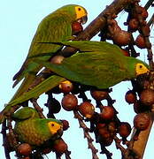 Red-bellied Macaw