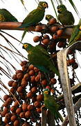 Red-bellied Macaw