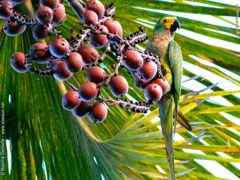Red-bellied Macaw, feeding habits
