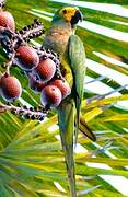 Red-bellied Macaw