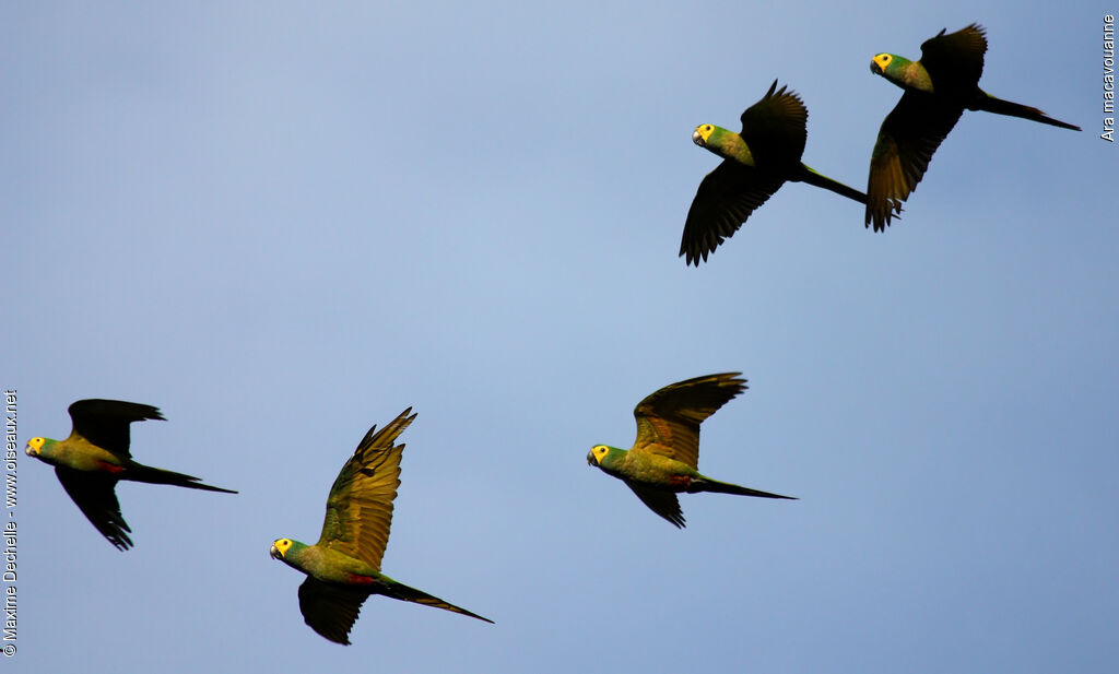 Red-bellied Macaw, Flight