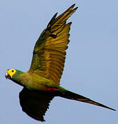 Red-bellied Macaw