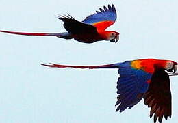 Scarlet Macaw