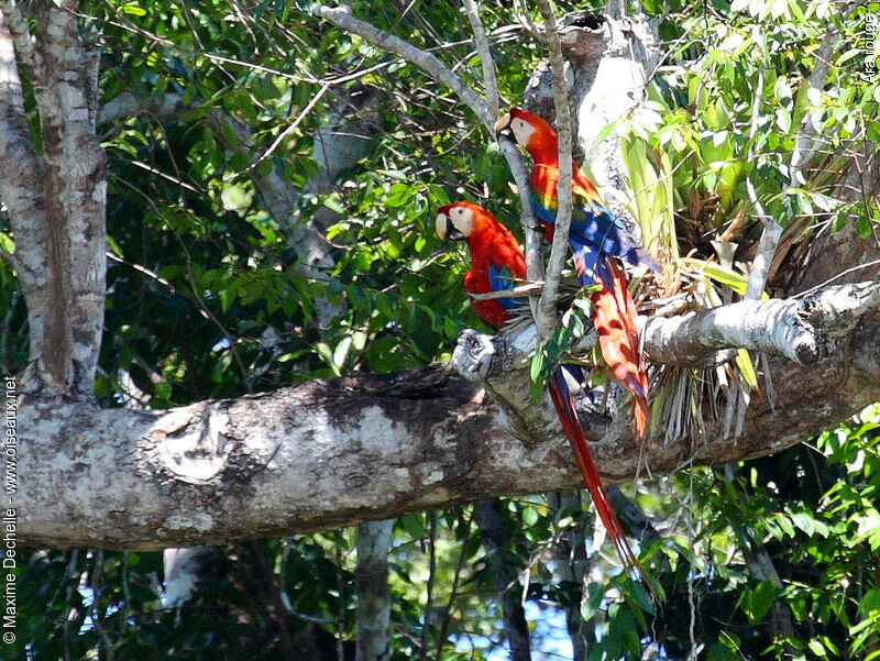 Scarlet Macaw adult, identification