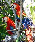 Scarlet Macaw