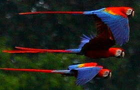 Scarlet Macaw