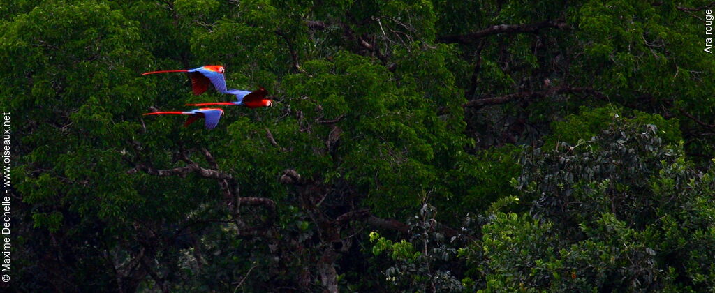 Scarlet Macawadult, Flight