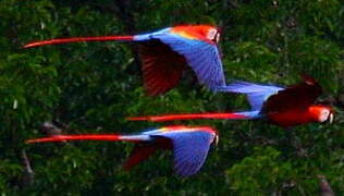 Scarlet Macaw