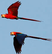 Scarlet Macaw