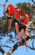 Scarlet Macaw