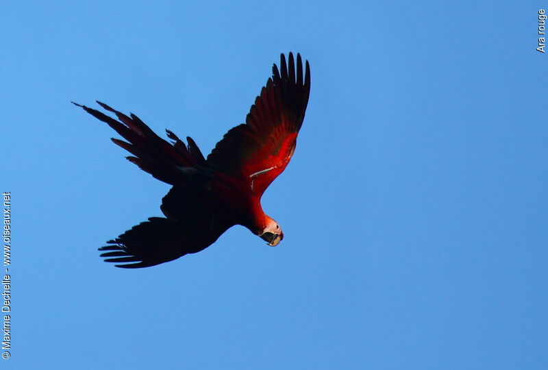 Scarlet Macaw, Flight