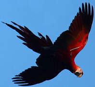 Scarlet Macaw