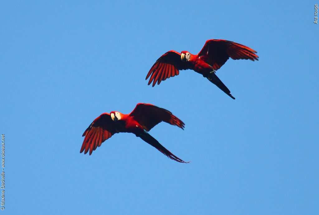 Scarlet Macaw adult, Flight