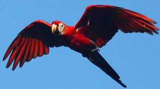 Scarlet Macaw