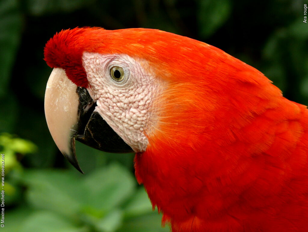 Scarlet Macawadult, identification