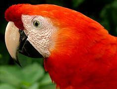 Scarlet Macaw