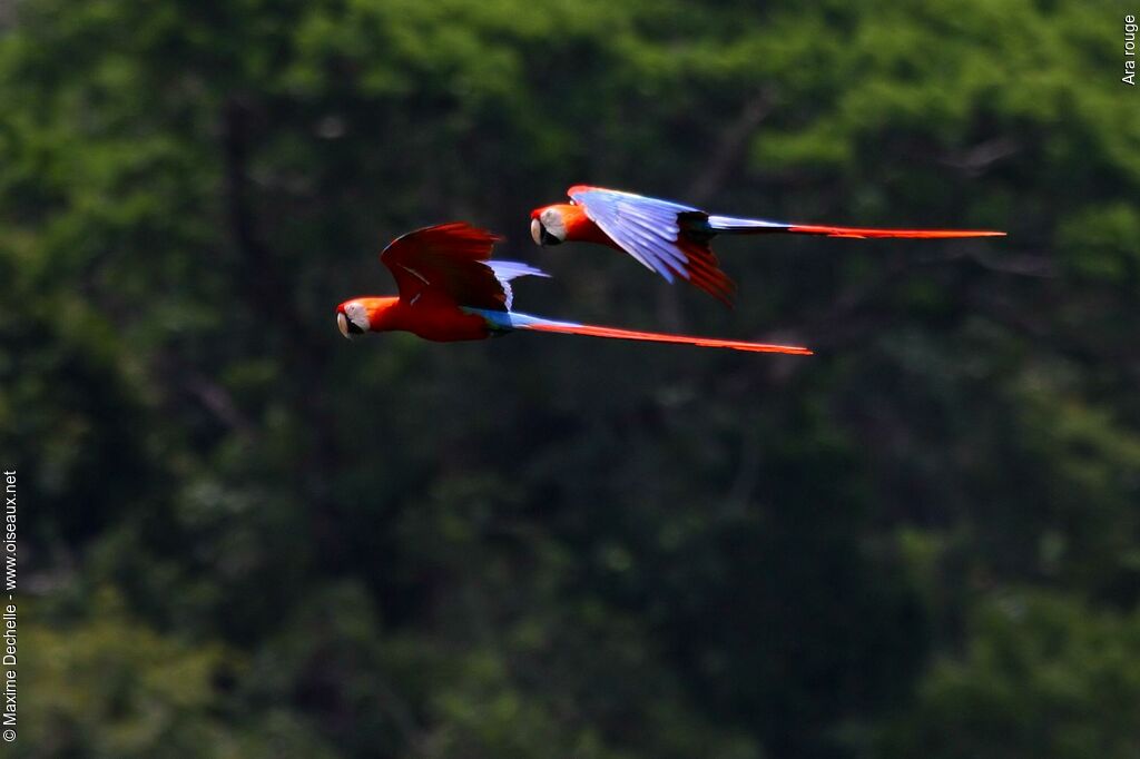 Scarlet Macaw adult, Flight, Behaviour