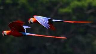 Scarlet Macaw