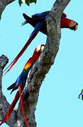 Scarlet Macaw