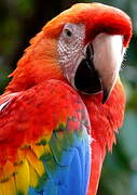 Scarlet Macaw