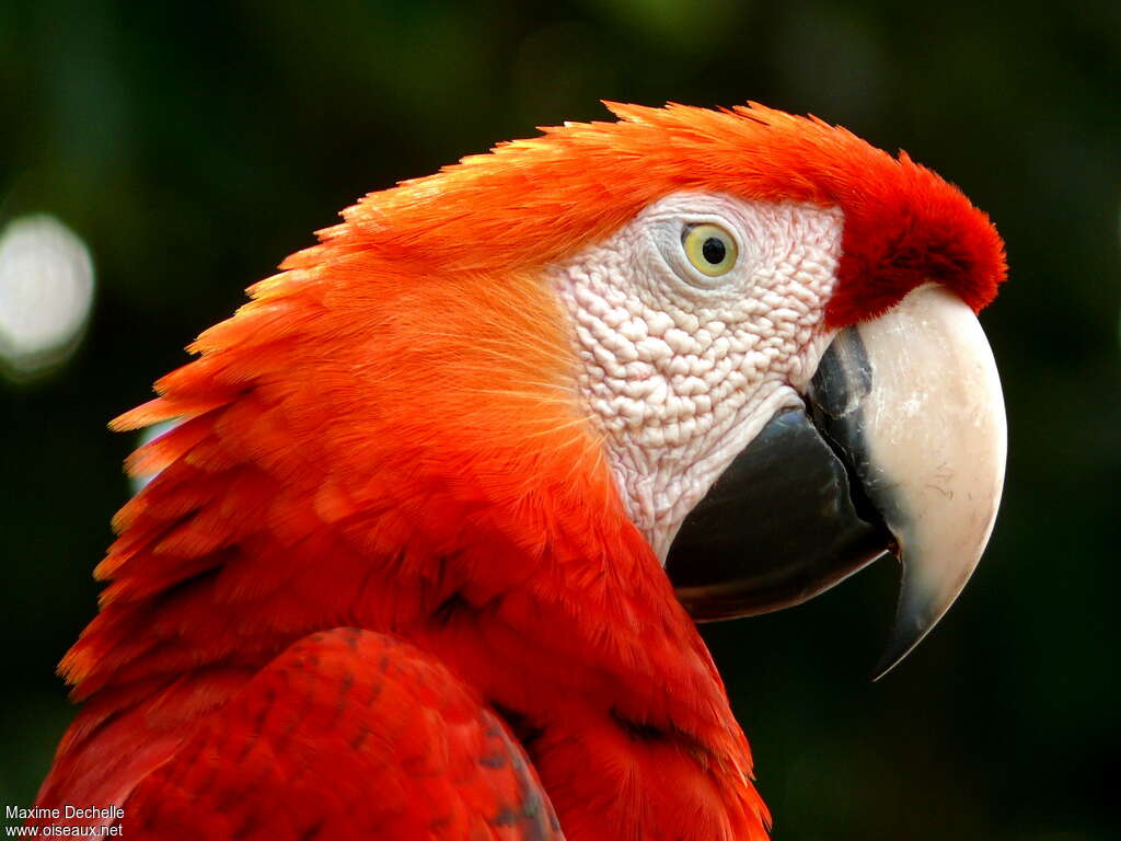 Scarlet Macawadult, close-up portrait