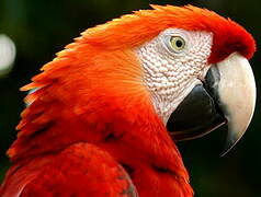 Scarlet Macaw