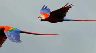 Scarlet Macaw