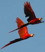 Scarlet Macaw