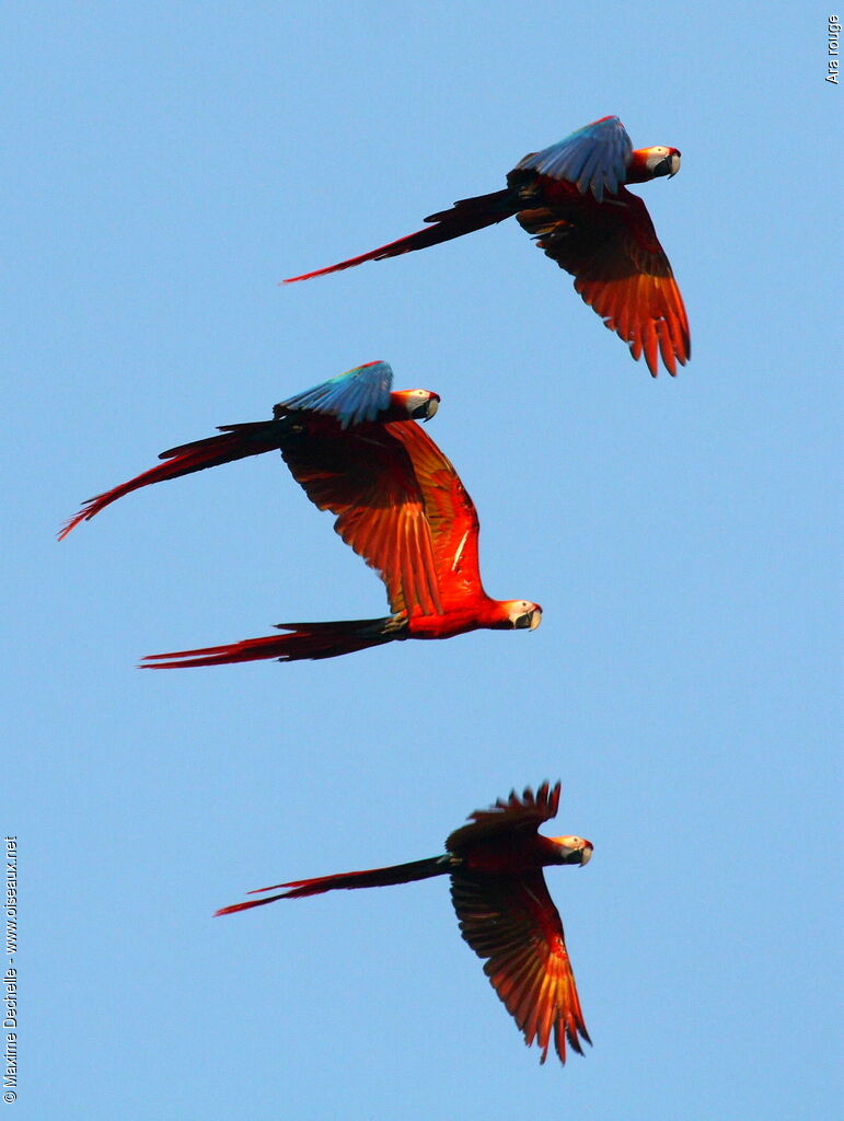 Scarlet Macaw adult, Flight