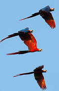 Scarlet Macaw