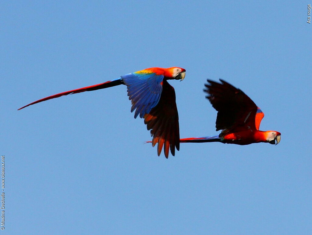 Scarlet Macaw adult, Flight