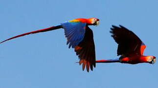 Scarlet Macaw