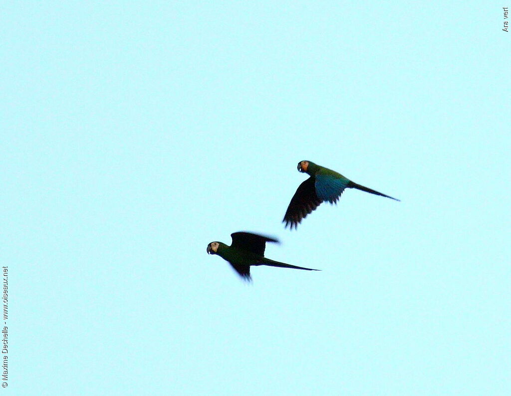 Chestnut-fronted Macaw 