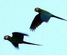 Chestnut-fronted Macaw