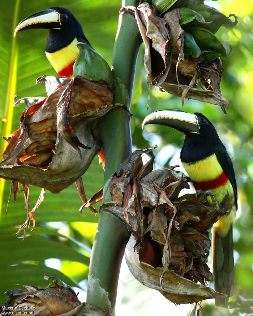 Black-necked Aracariadult, feeding habits