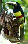 Black-necked Aracari