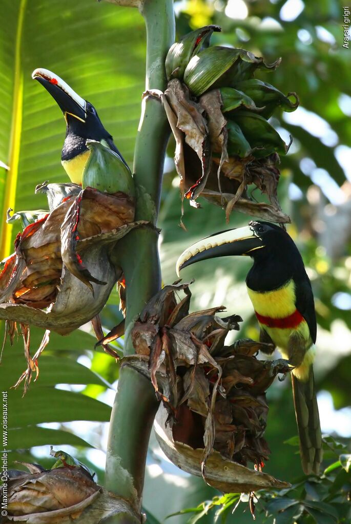 Black-necked Aracariadult, identification, feeding habits