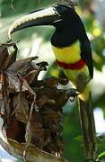 Black-necked Aracari