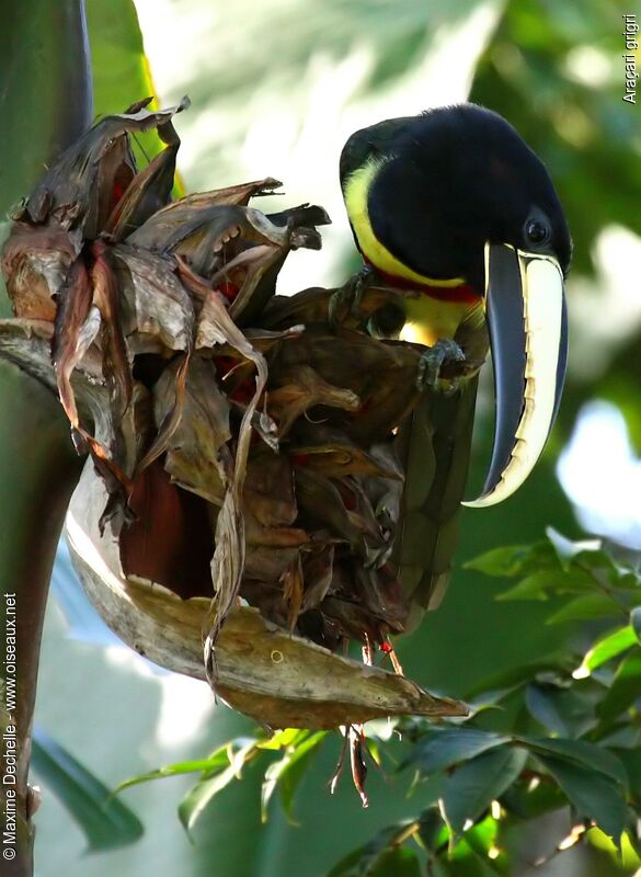 Black-necked Aracariadult, identification, feeding habits