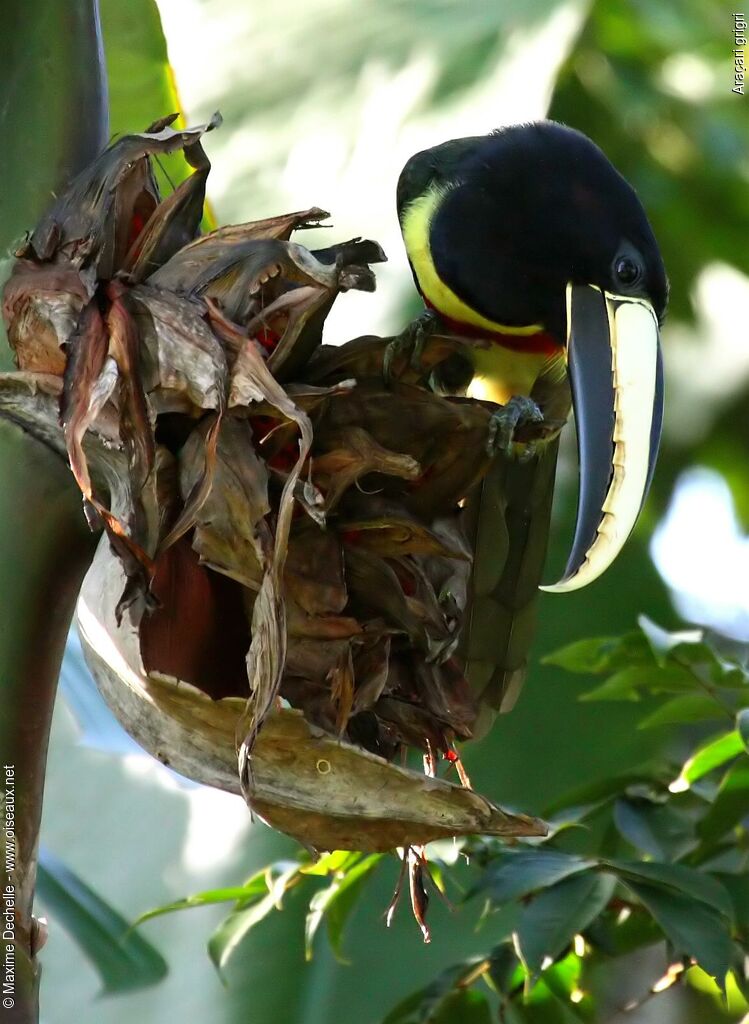 Black-necked Aracariadult, identification, feeding habits